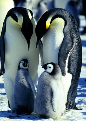  Emperor Penguins